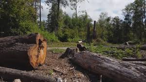 Best Tree Mulching  in Syracuse, NY
