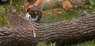How Our Tree Care Process Works  in  Syracuse, NY