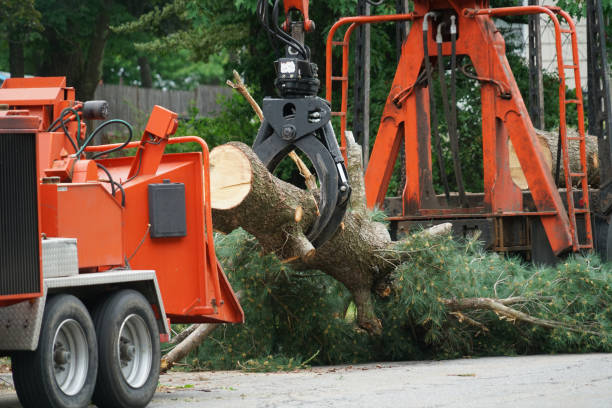 Best Utility Line Clearance  in Syracuse, NY